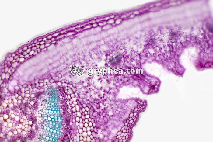 Feuille de Laurier rose crypte stomatifère CT x40 - gryphea.com